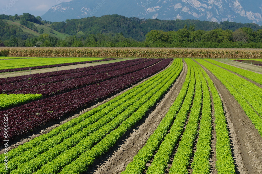 plantation de salades