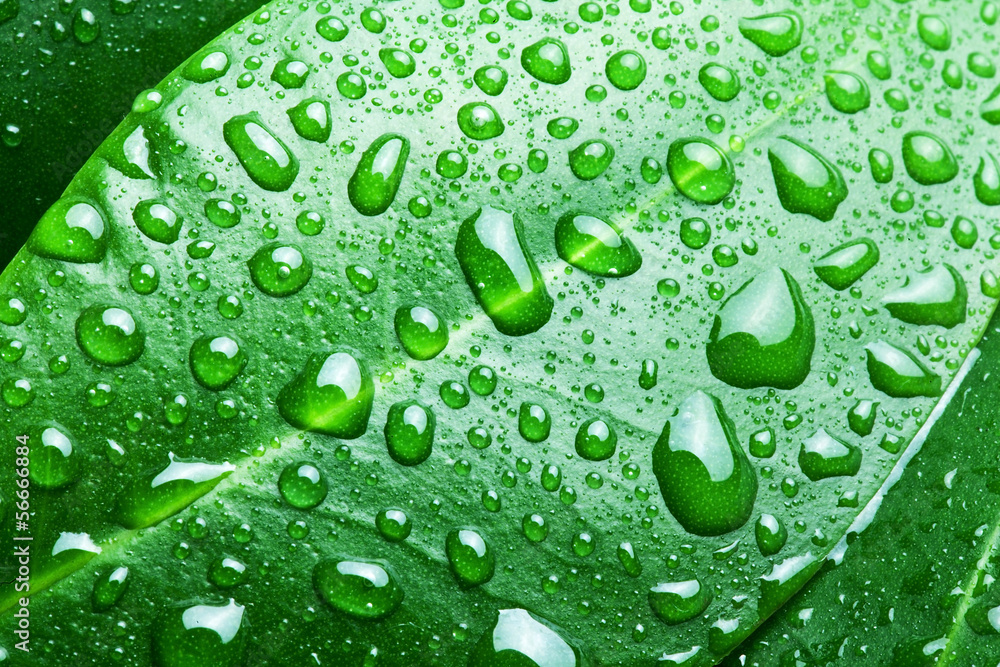 Water drops on a green leaf background.