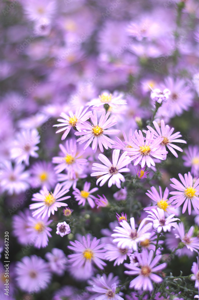 Fototapeta premium Flowers