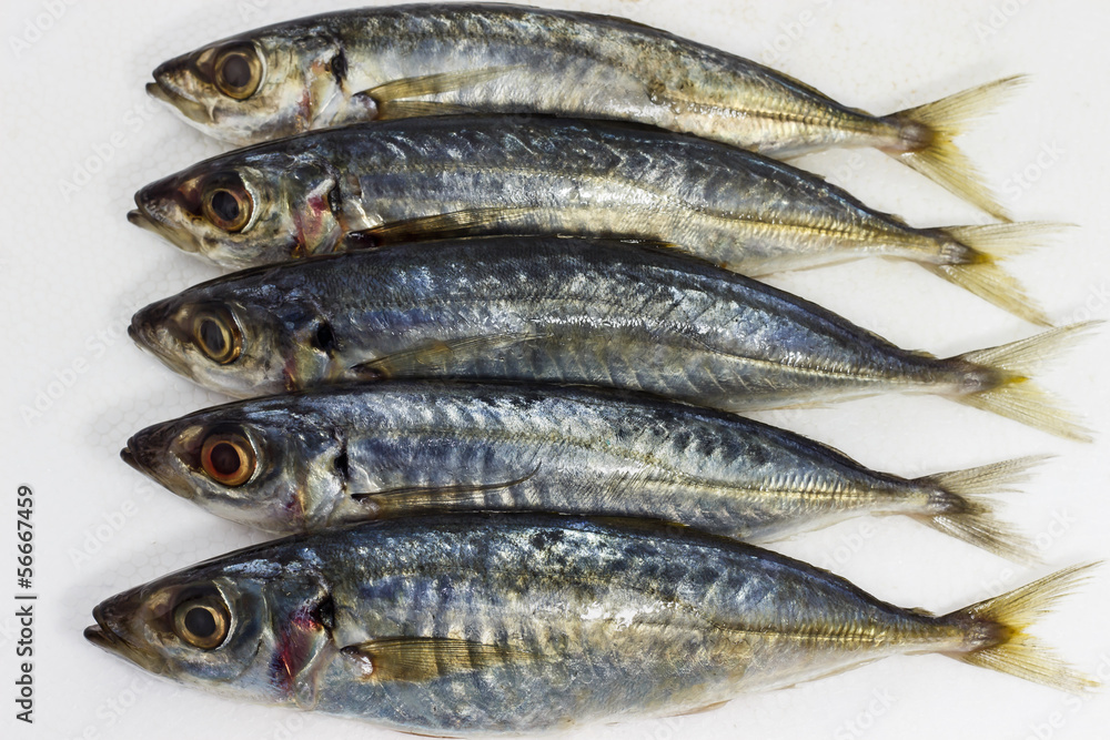 fresh makerel fish isolated on white background fresh makerel fish isolated on white background