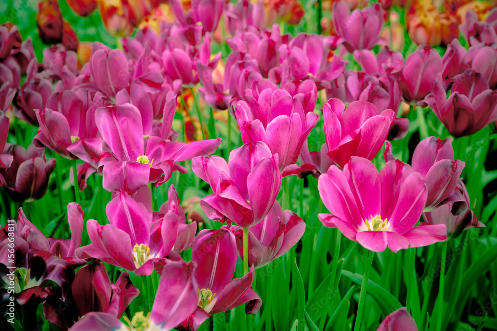 beautiful tulips. spring flowers beautiful tulips. spring flowers