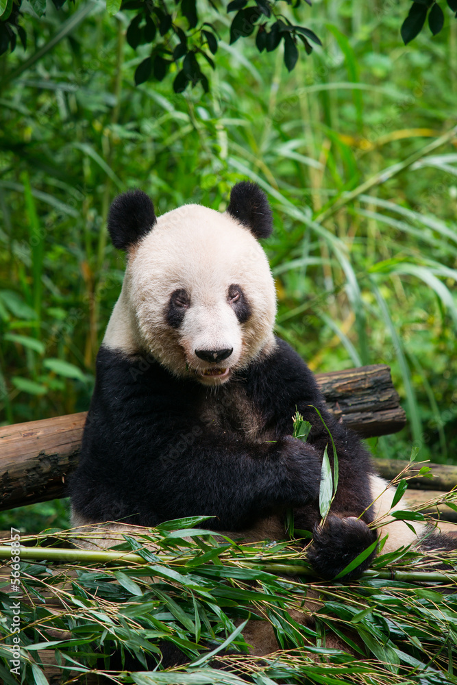 Fototapeta premium Giant panda eating bamboo