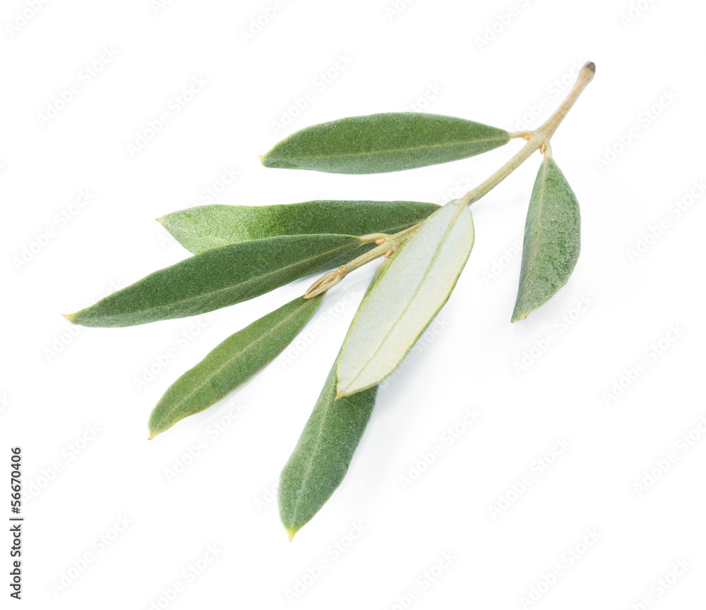 branch of an olive tree, isolated branch of an olive tree, isolated