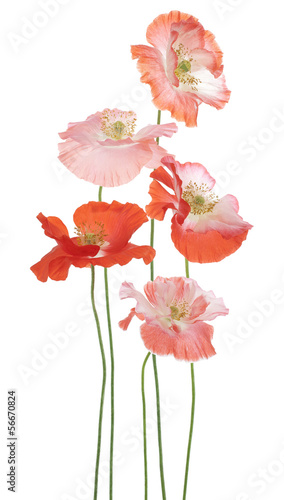 Fototapeta Naklejka Na Ścianę i Meble -  poppy