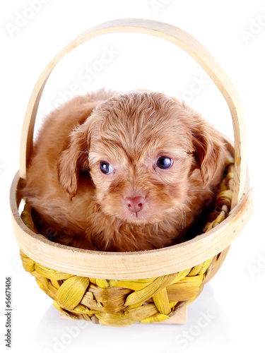 Red puppy of a decorative doggie in a yellow basket.