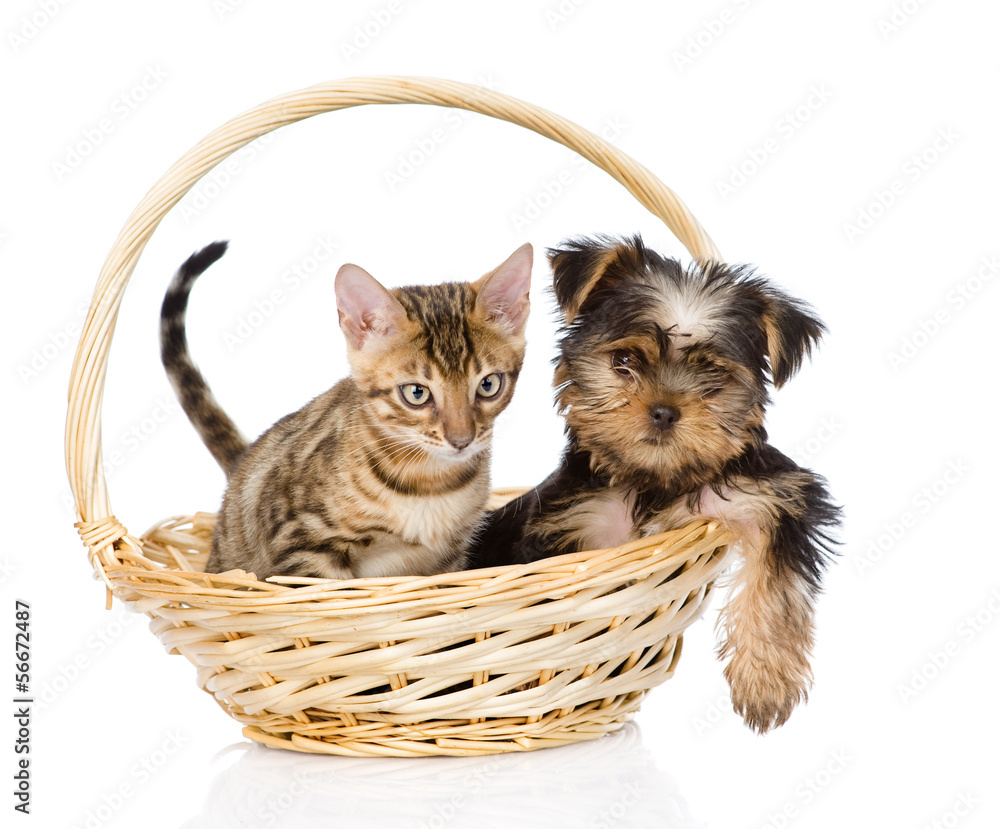 purebred bengal kitten and Yorkshire Terrier puppy 