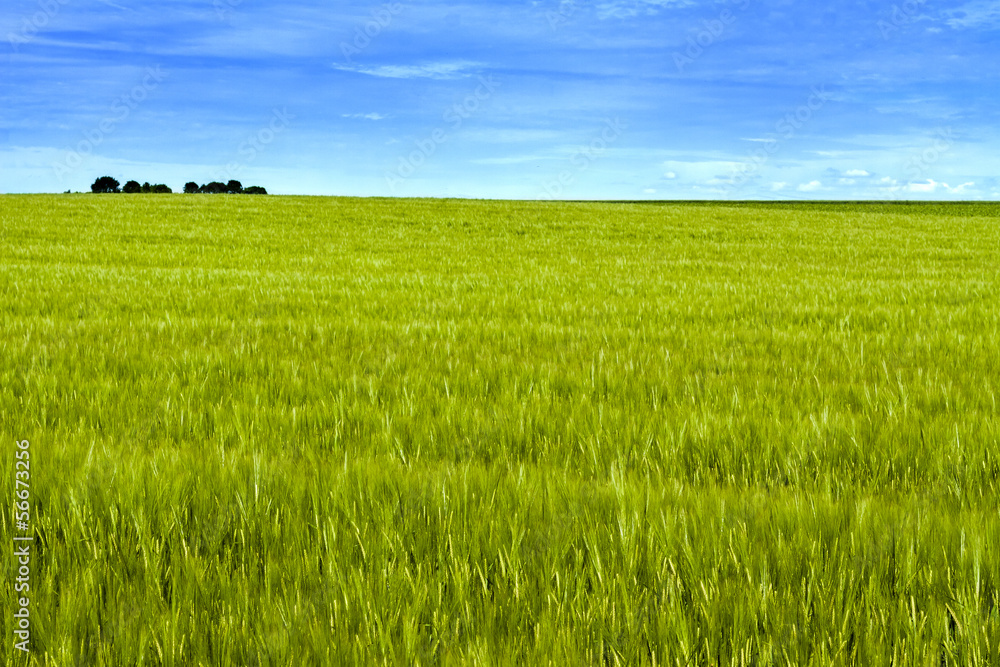 Wheat field with blue sky