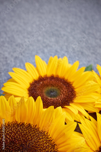 Fototapeta Naklejka Na Ścianę i Meble -  yellow sunflower on grey background
