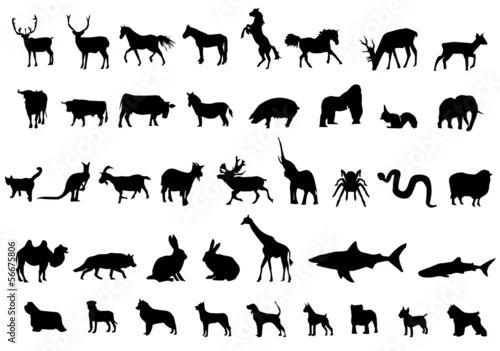 Obraz zwierzęta