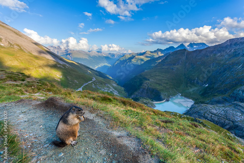 Marmot in the Austrian Alps