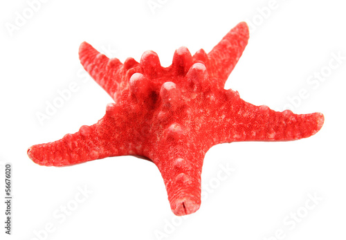 Starfish isolated on white