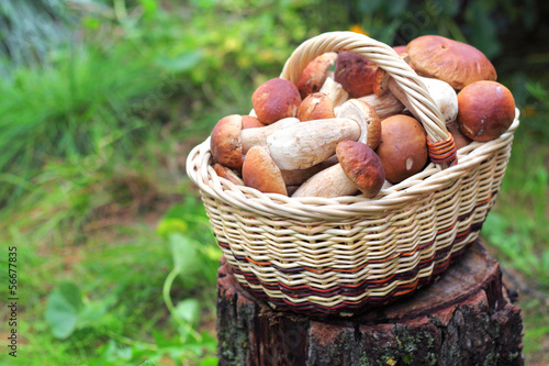 Basket with ceps photo