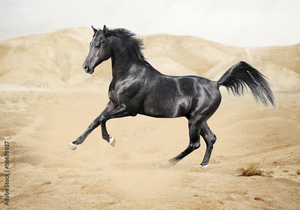 Purebred white arabian horse in desert Purebred white arabian horse in desert
