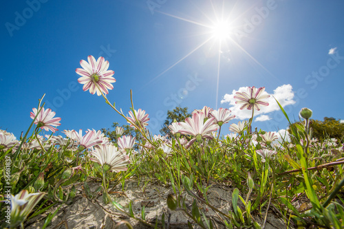 Fototapeta Naklejka Na Ścianę i Meble -  White and purple wildflowers