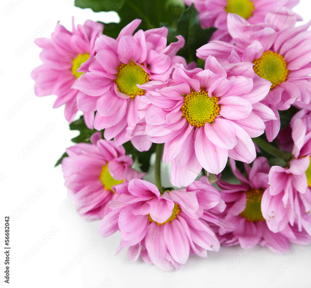 Beautiful purple flowers isolated on white Beautiful purple flowers isolated on white