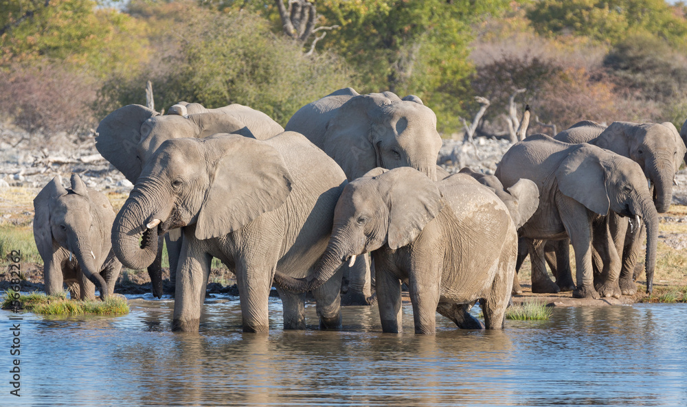 Obraz premium Elephants in Etosha