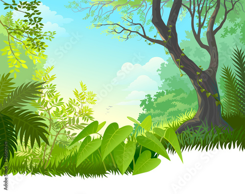 Amazon Rain Forest