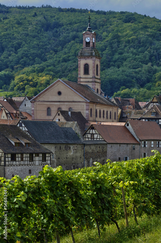 vineyard of Riquewihr in Alsace