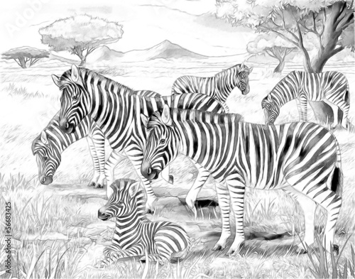 Safari - zebras - coloring page