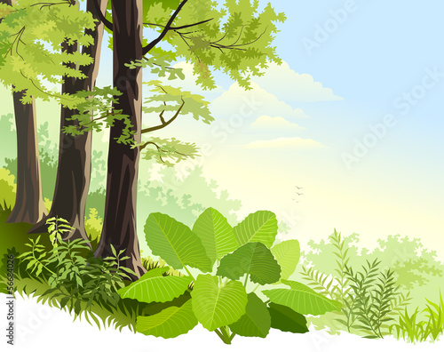 Mist in Amazon rain forest