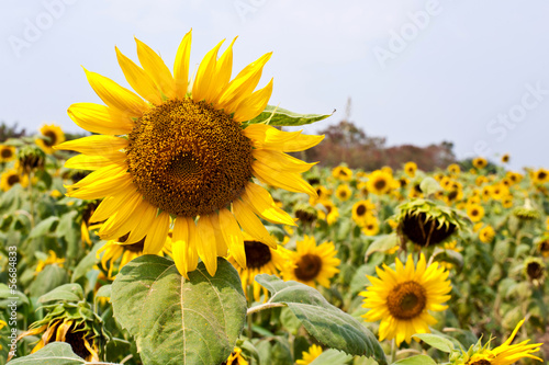 sun flower in garden