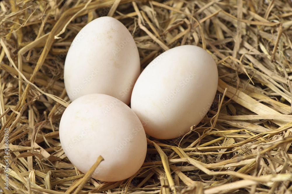 Close-up Three eggs in a Nest of Hay Close-up Three eggs in a Nest of Hay