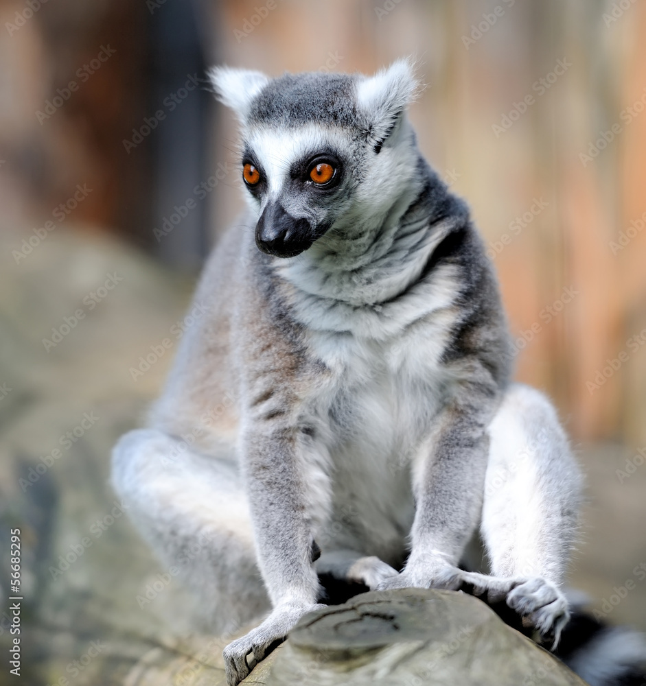 Fototapeta premium Lemur