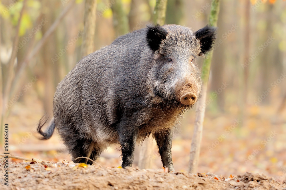 Wild boar in autumn forest