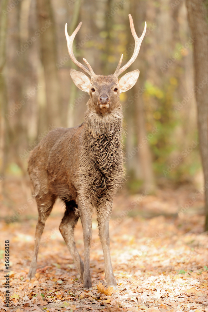Obraz premium Deer