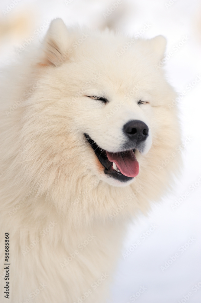 Samoyed portrait Samoyed portrait