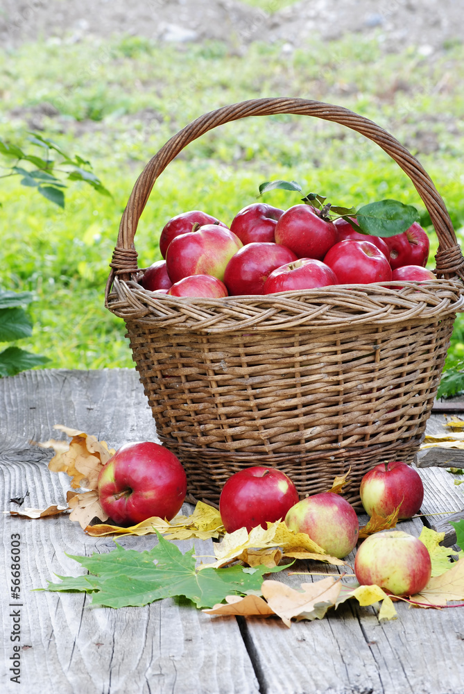 basket of apples basket of apples