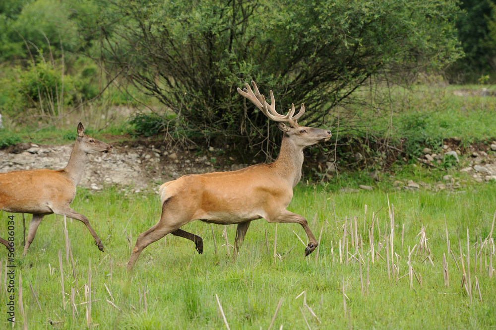 Wild red deer in nature Wild red deer in nature
