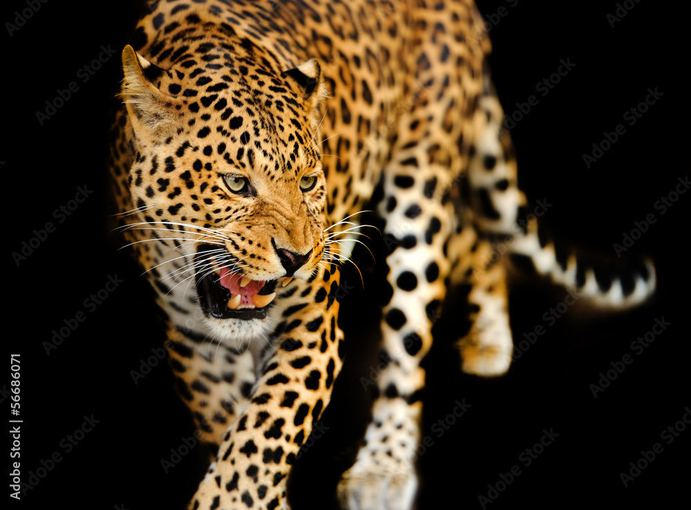 Fototapeta premium Leopard