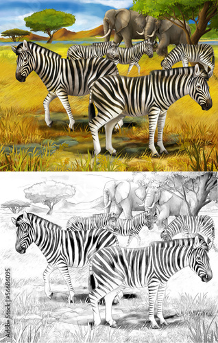 Safari - zebras - coloring page