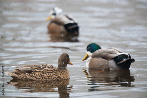 Ducks in snow