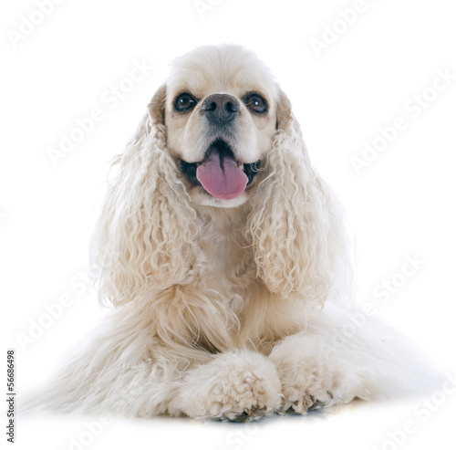 Fototapeta Naklejka Na Ścianę i Meble -  american cocker spaniel