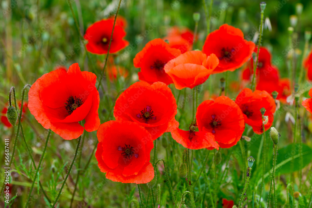 Obraz premium Red poppies in France