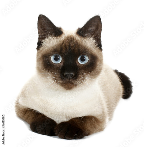 Brown beige cat with blue eyes