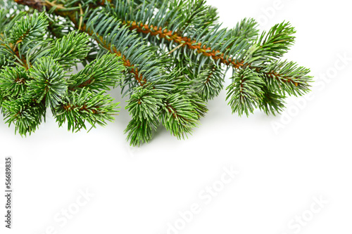 fir tree