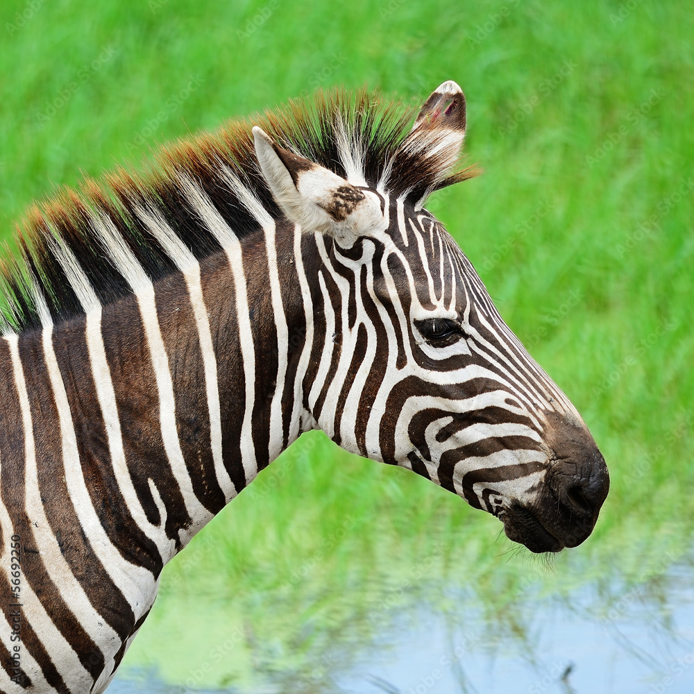 Fototapeta premium Common Zebra