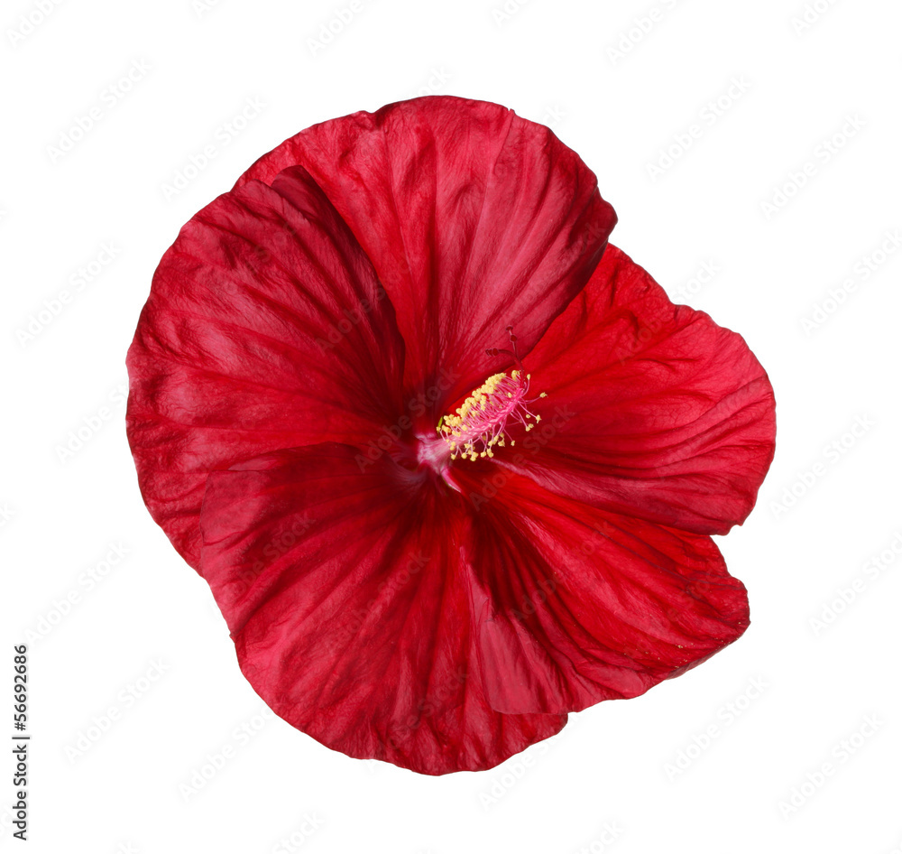 Isolated flower of a deep red hibiscus Isolated flower of a deep red hibiscus