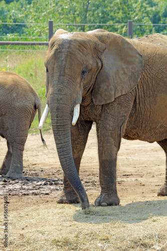 Large African elephant at the Indianapolis Zoo vertical