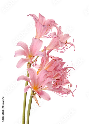 Pink flowers of Lycoris squamigera isolated against a white back photo