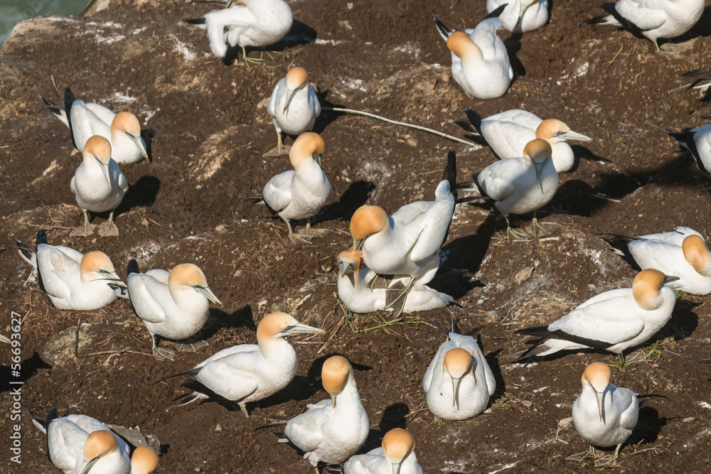 Fototapeta premium mating Australasian Gannets