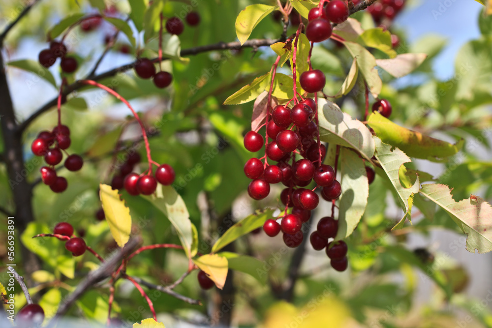 cluster of a red bird cherry cluster of a red bird cherry