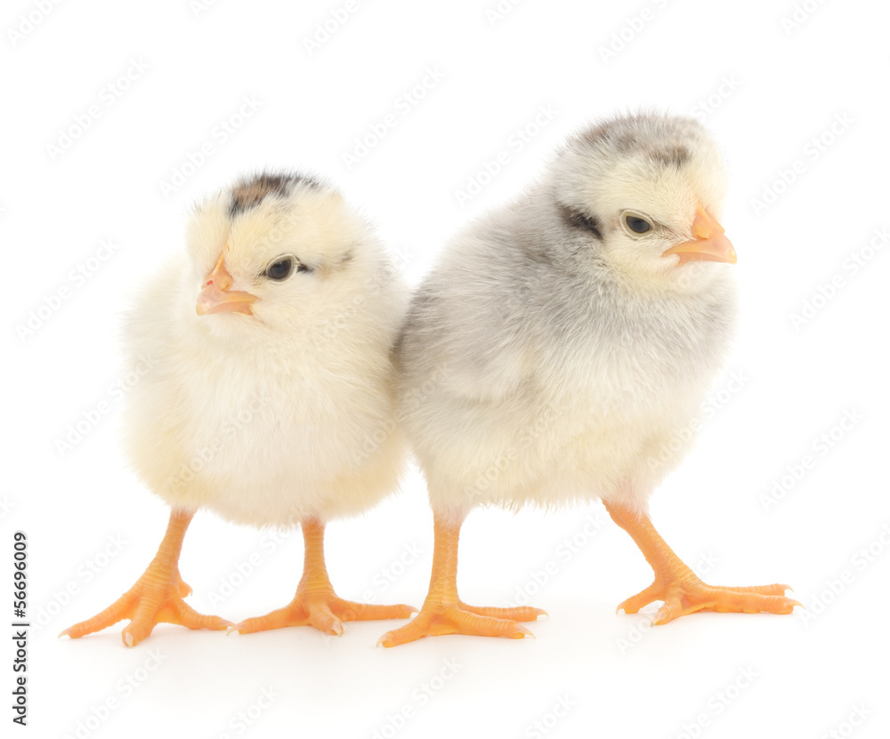 Two cute chicks isolated on white Two cute chicks isolated on white