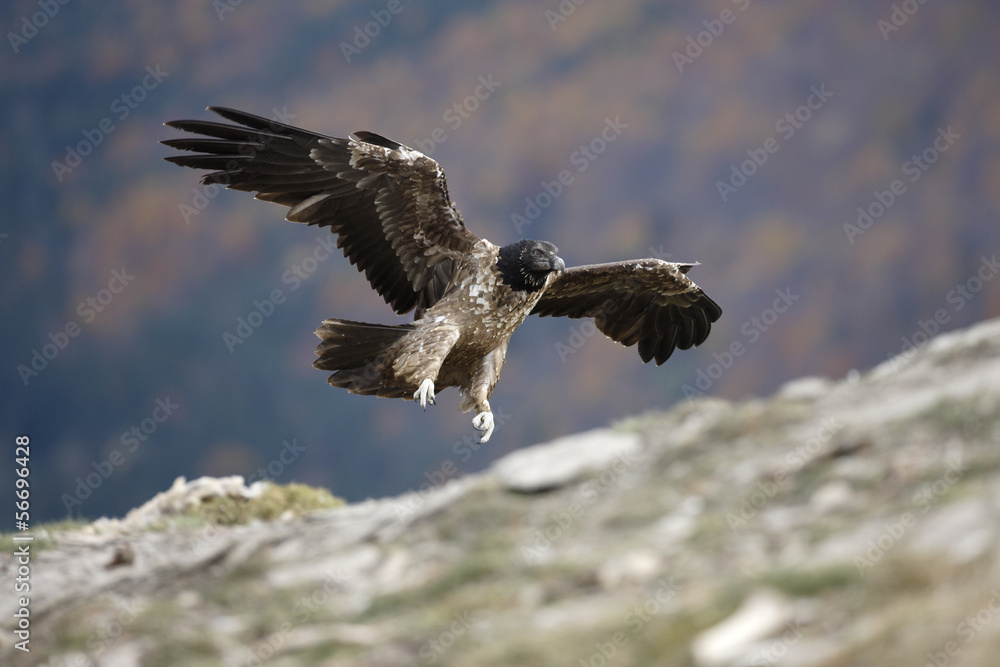 Fototapeta premium Lammergeier or lammergeyer or bearded vulture,