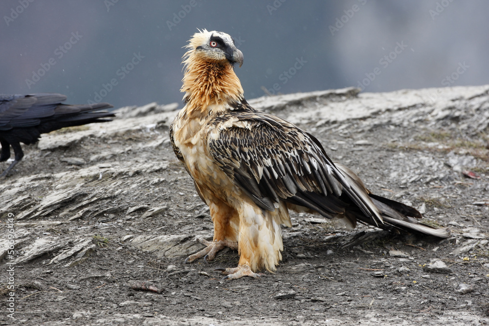 Fototapeta premium Lammergeier or lammergeyer or bearded vulture,
