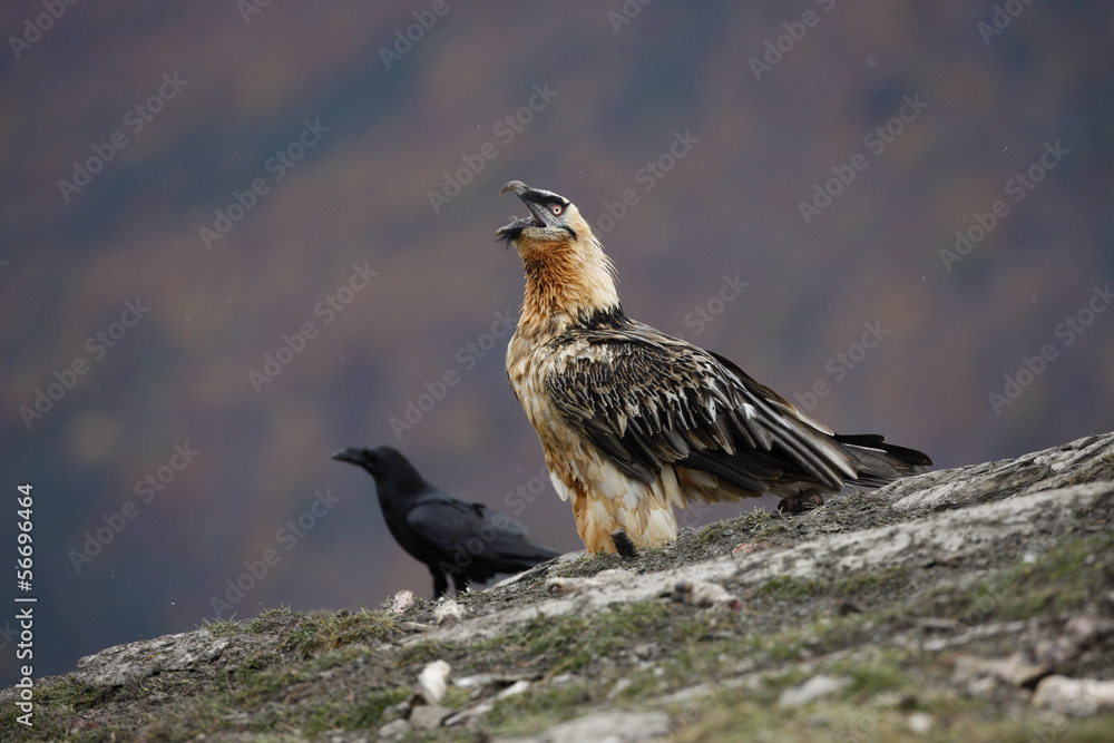 Lammergeier or lammergeyer or bearded vulture, Lammergeier or lammergeyer or bearded vulture,