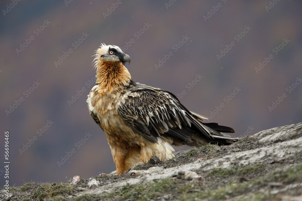 Fototapeta premium Lammergeier or lammergeyer or bearded vulture,